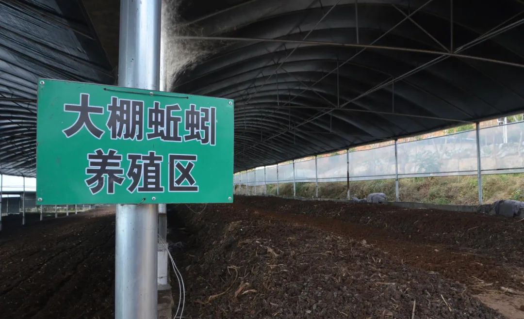 的凈工業(yè)除臭劑高效治理蚯蚓養(yǎng)殖惡臭異味大、牛糞味濃 .jpg